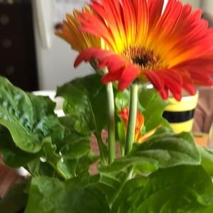 Meet your Posher, Denise
